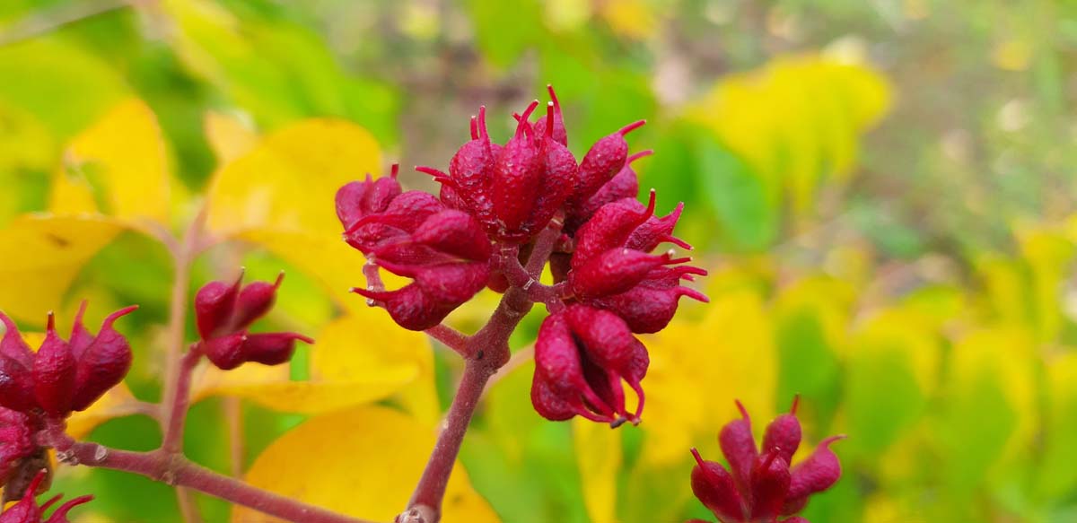 Samthaarige Stinkesche; Bienenbaum; Honigesche; Wohlduftraute; Tausendblütenstrauch; Hupeh-Stinkesche