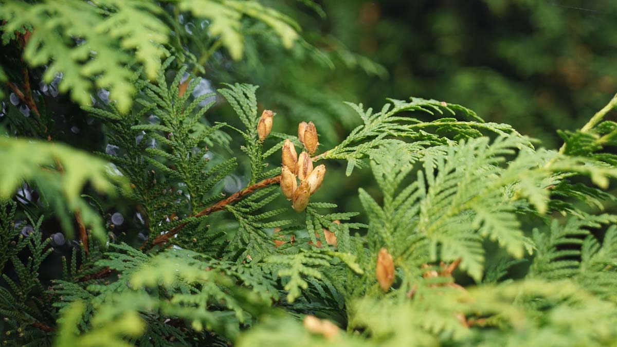 Abendländischer Lebensbaum ´Brabant´, Abendländische Thuja, Gewöhnliche Thuja