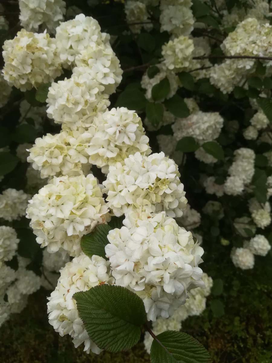 Japanischer Schneeball 'Grandiflorum'